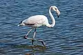 Flamant rose à Walvis Bay, Namibie. Aout 2018.