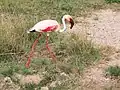 Flamant rose à Amboseli.