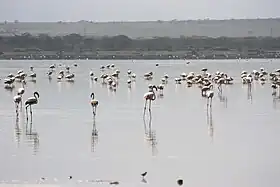 Image illustrative de l’article Réseau des lacs du Kenya dans la vallée du Grand Rift