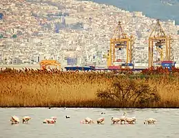 Flamants roses dans la lagune de Kalochóri, à proximité des installations portuaires de l'agglomération de Thessalonique