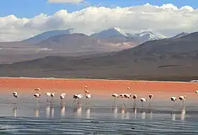 Image illustrative de l’article Laguna Colorada