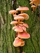 Flammulina velutipes (famille des Marasmiaceae)