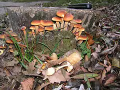 Flammulina velutipes