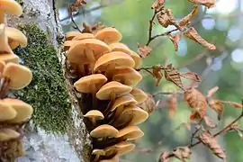 Flammulina velutipes sur Fagus sylvatica