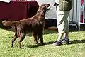 Flat-Coated Retriever