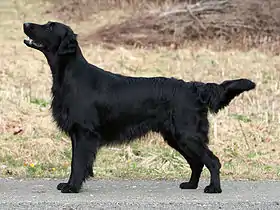 Un retriever à poil plat noir.