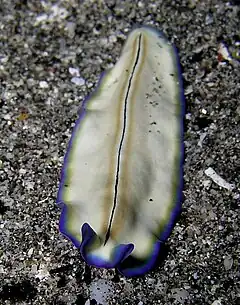 Pseudoceros monostichos, un ver marin