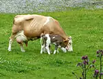 photo couleur d'une vache et son veau. La vache est pie rouge clair avec une morphologie large et mamelle bien développée sans corne. Le veau est pie rouge foncé.