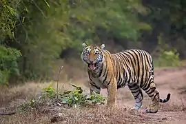 Tigre du Bengale.