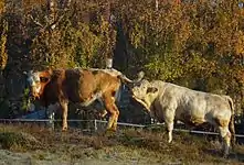 photo d'un taureau reniflant une vache