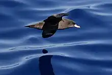 un oiseau brun survolant de l'eau