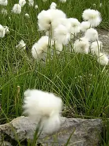 Linaigrette à feuilles étroites (Eriophorum angustifolium)