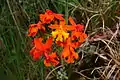 Une orchidée Epidendrum radicans dans les roches de la coulée de lave.