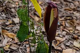 Inflorescence d'Araceae (Anchomanes difformis).