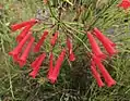 Russelia equisetiformis ou Fleur de corail.