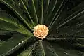 Fleur de cycas revoluta. Diamètre de la fleur : 22 cm. Espagne