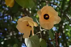  Fleurs à pétales jaunes tirant vers l'orangé s'organisant en une spirale.