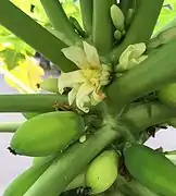 fleur de papayer