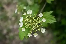 Fleur de viorne obier.