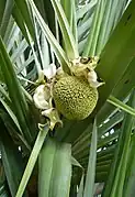 Inflorescence femelle