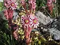 Joubarbe, Sempervivum tectorum.