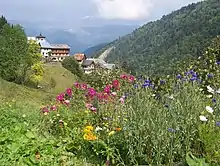 Fleurs de montagne près du hameau de Celliers (la Léchère) sur la route du col de la Madeleine