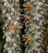 Fleurs mâles pourpres, femelles marron claire