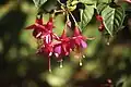 Fleurs de fuchsia dans un jardin.