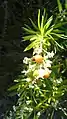 Fleurs et Fruits de Daphne gnidium dans la Garrigue
