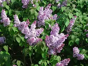 Thyrses de lilas commun