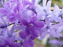 Fleurs violettes de Petrea sp.