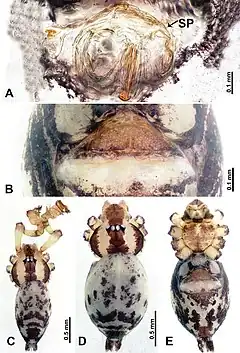 Description de l'image Flexicrurum qishi (10.3897-zookeys.855.34383) Figure 5.jpg.