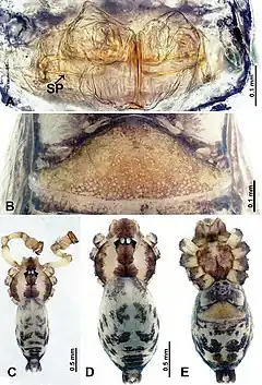 Description de l'image Flexicrurum yangjiao (10.3897-zookeys.855.34383) Figure 3.jpg.