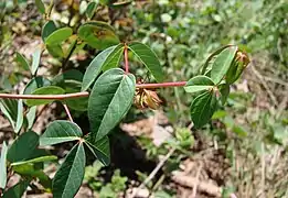 Manihot violacea