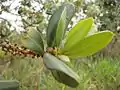 Rameau de Myrsine guianensis au Jardin Botanique de Brasília (Brésil)