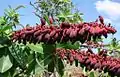 Inflorescence de Norantea guianensis