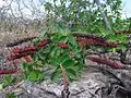 Pied de Norantea guianensis dans la Serra Dourada (Goias, Brésil)