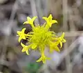 inflorescence de Perama hirsuta à  la Chapada dos Veadeiros (Cavalcante, Goiás Brésil)