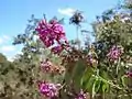 rameau florifère de Securidaca diversifolia (Jardim Botanico de Brasília, Brésil)