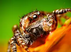 Description de l'image Flickr - Lukjonis - Jumping spider - Sitticus floricola (two pictures).jpg.