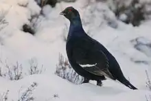 Un oiseau noir dans la neige