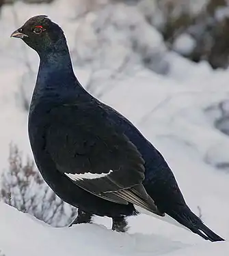 Petit coq de bruyère