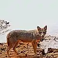 Chacal doré (Canis aureus)