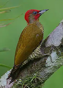 Description de l'image Flickr - Rainbirder - Rufous-winged Woodpecker (Piculus simplex) male.jpg.