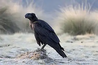 Corbeau corbivau(Corvus crassirostris),Hauts plateaux.