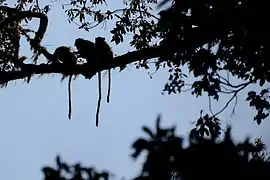 Les cercopithèques n'utilisent pas leur queue pour s'accrocher dans les arbres, mais comme stabilisateur.