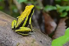 Description de l'image Flickr - ggallice - Pleasing poison frog.jpg.