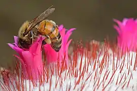 Détail de l'inflorescence