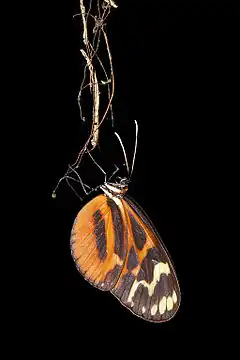 Description de l'image Flickr - ggallice - Roosting butterfly (2).jpg.