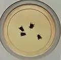 Flies on a Plate, 1878, New Britain Museum of American Art